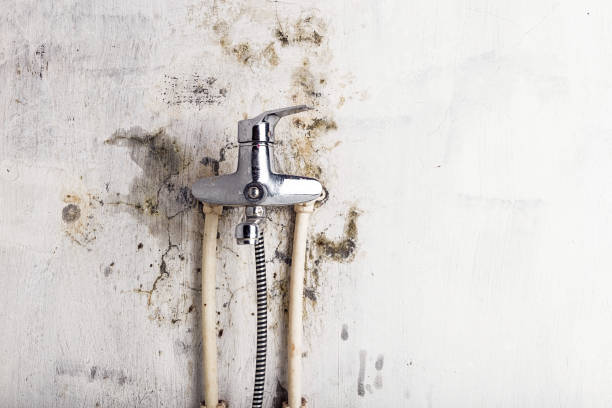 Best Affordable Mold Removal  in Corralitos, CA