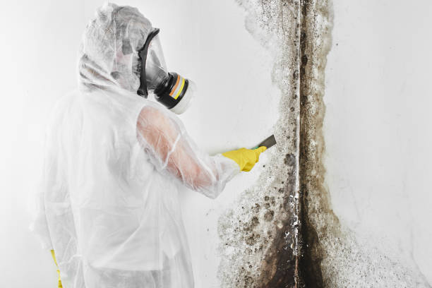 Attic Mold Removal in Corralitos, CA