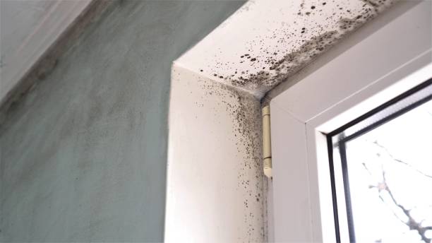 Mold Removal and Inspection in Corralitos, CA
