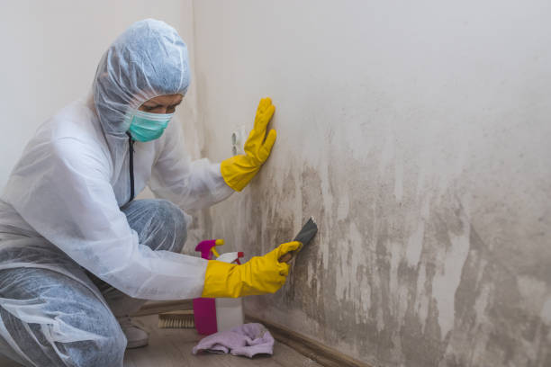 Mold Removal and Inspection in Corralitos, CA