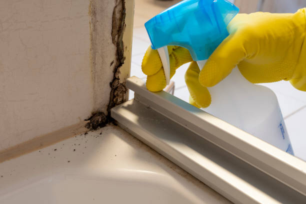Best Mold Damage Repair  in Corralitos, CA