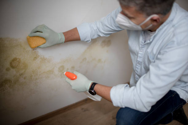 Best Office Mold Removal Services  in Corralitos, CA
