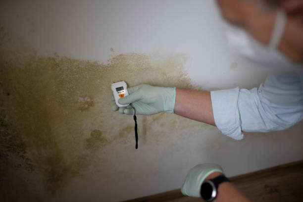 Best Home Mold Removal  in Corralitos, CA
