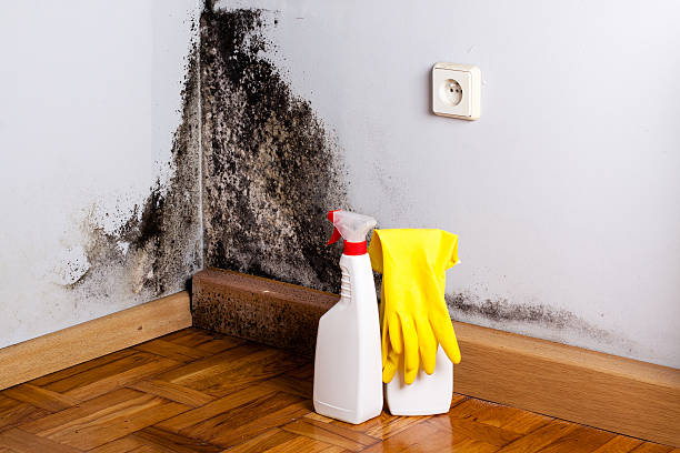 Best Best Mold Removal Companies  in Corralitos, CA