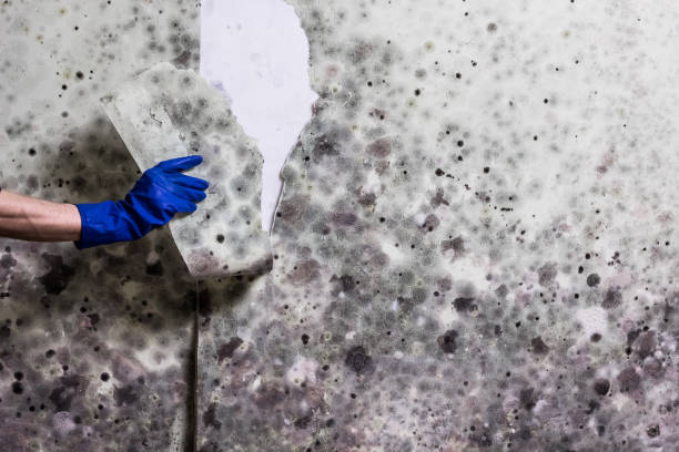 Best Mold Remediation  in Corralitos, CA