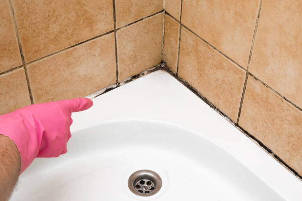 Best Fast Mold Removal  in Corralitos, CA