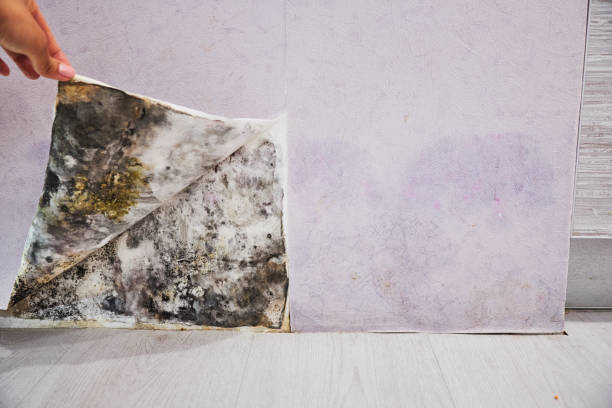 Best Best Mold Removal Companies  in Corralitos, CA